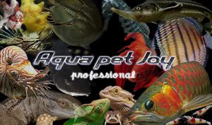 AQUAPET JOY BUSINEES CARD DESIGN